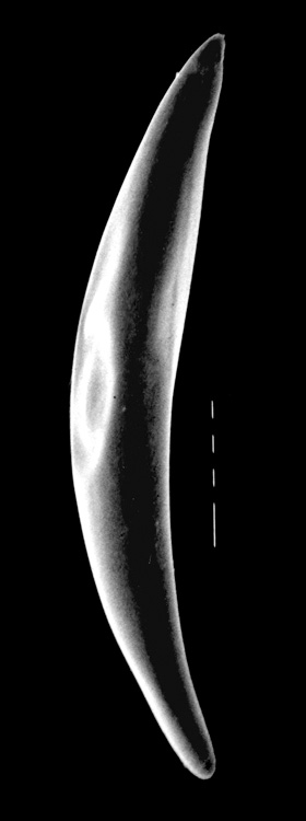 Anastrepha leptozona Hendel