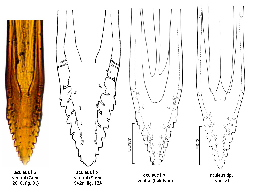 Anastrepha perdita Stone