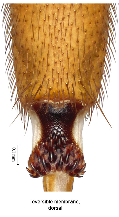 Anastrepha zuelaniae Stone