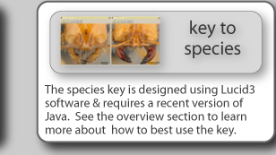 The species key is designed using Lucid3 software & requires Javascript.  See the overview section to learn more about  how to best use the key.