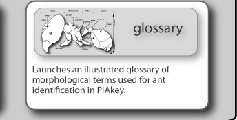 Launches an illustrated glossary of morphological terms used for ant identification in PIAkey.
