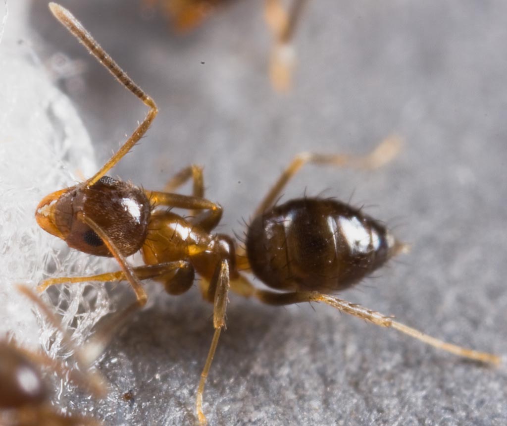 Белые муравьи фото