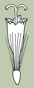 Figure 1 disc floret with pappus