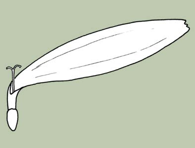 Figure 2 carpellate ray floret without pappus