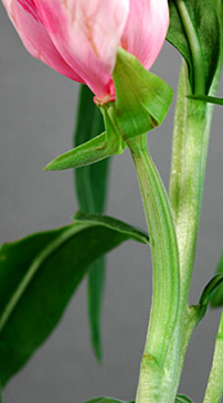 Clarkia amoena (Satin Flower)
