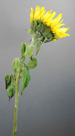 mature Helianthus stem young