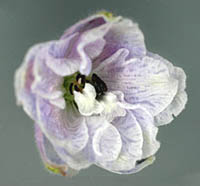 Double flower with extra petaloid sepals