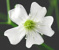 Single flower
