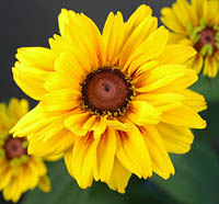 Double Asteraceae head with extra ray florets