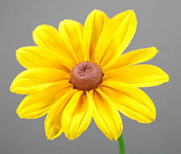 Single Asteraceae head 