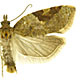 Acleris comariana