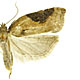 Acleris comariana