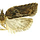 Acleris hastiana