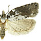 Acleris hastiana