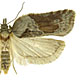 Acleris hastiana