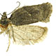 Acleris hastiana