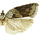 Acleris hastiana