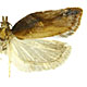 Acleris robinsoniana