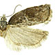 Acleris robinsoniana