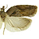 Acleris robinsoniana