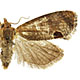 Cryptophlebia illepida