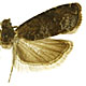 Grapholita funebrana