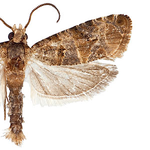 European Grapevine Moth (Lobesia botrana) pheromone trap count of