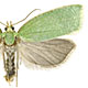 Tortrix viridana