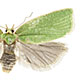 Tortrix viridana