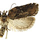 Acleris flavivittana