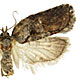 Acleris flavivittana