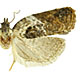 Acleris robinsoniana