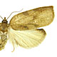 Amorbia emigratella