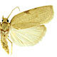 Amorbia emigratella