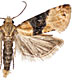 Eupoecilia ambiguella