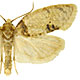 Henricus umbrabasana