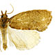 Proeulia auraria