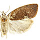 Proeulia chrysopteris