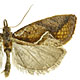 Proeulia triquetra