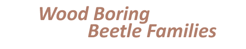 Wood Boring Beetle Families