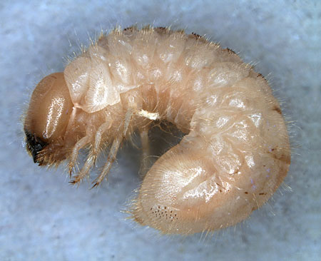 Anobium punctatum shop