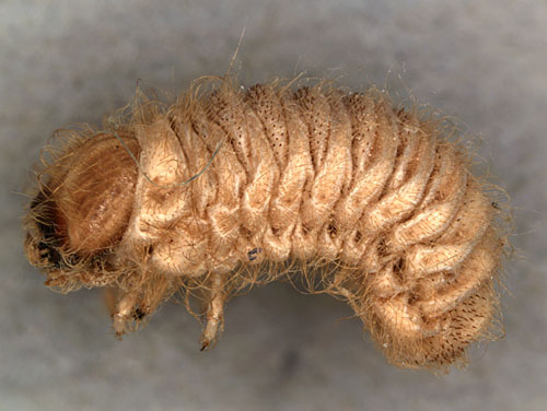 Anobiidae: Xyletinus sp. larva