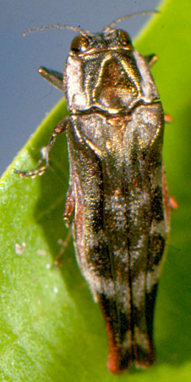 Buprestidae: Agrilus cavifrons Waterhouse