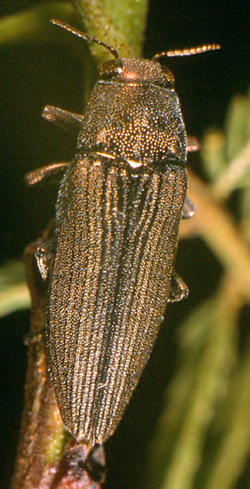 Buprestidae: Ditriaena sexspinosa (Waterhouse)