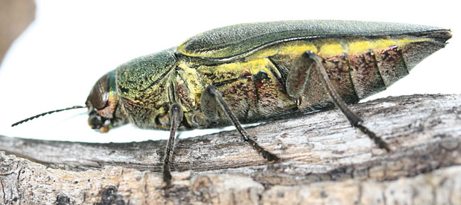 Buprestidae: Hippomelas mexicanus (Laporte & Gory)