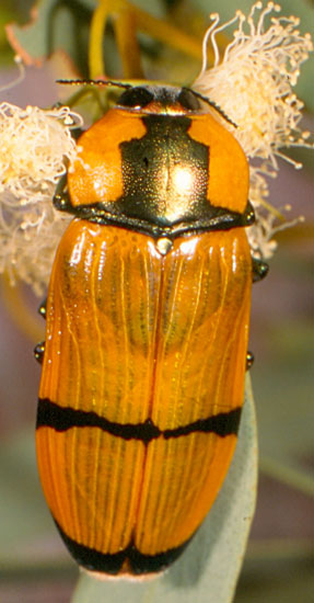 Buprestidae: Temognatha pictipes (Blackburn)