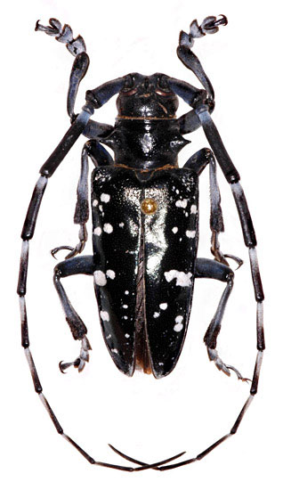 Cerambycidae: Anoplophora glabripennis (Motschulsky) (Asian longhorned beetle)