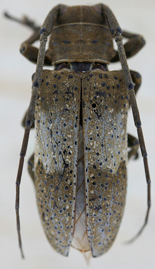 Cerambycidae: Oncideres pustulatus LeConte