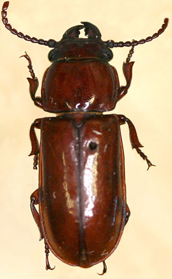 Cerambycidae: Neandra marginicollis (Schaeffer)