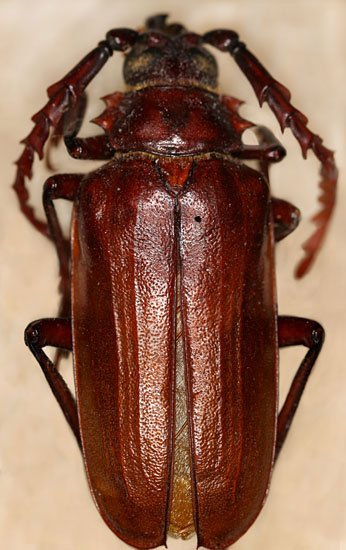 Cerambycidae: Prionus californicus Motschulsky